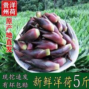 阳荷吃哪里(如东特产蘘荷的做法)-第1张图片-厨房小当家 阳荷吃哪里(如东特产蘘荷的做法)-第1张图片-厨房小当家