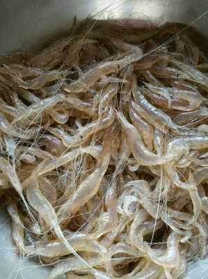 白米虾哪里有(白米虾什么价)-第2张图片-厨房小当家 白米虾哪里有(白米虾什么价)-第2张图片-厨房小当家