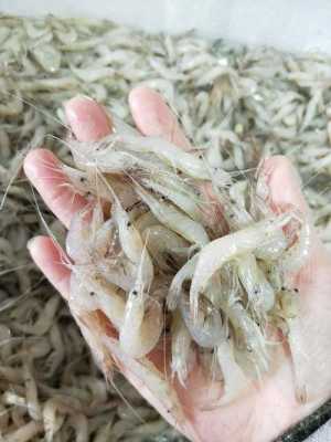 白米虾哪里有(白米虾什么价)-第1张图片-厨房小当家 白米虾哪里有(白米虾什么价)-第1张图片-厨房小当家