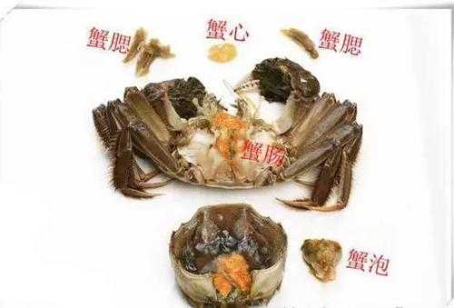 怎么判断螃蟹不能吃了,蟹子哪里不能吃视频-第2张图片-厨房小当家 怎么判断螃蟹不能吃了,蟹子哪里不能吃视频-第2张图片-厨房小当家