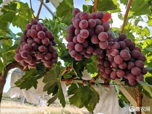 全国哪些地方种植红提葡萄,红提哪里产的最好吃-第3张图片-厨房小当家
