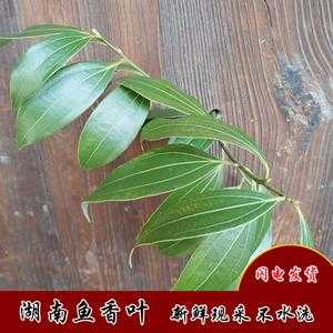 月桂叶哪里有卖(月桂叶哪里能买到)-第3张图片-厨房小当家 月桂叶哪里有卖(月桂叶哪里能买到)-第3张图片-厨房小当家