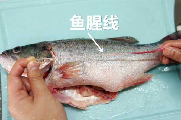 鲫鱼的腥线在哪里(鲫鱼的腥线在哪里图片)-第1张图片-厨房小当家 鲫鱼的腥线在哪里(鲫鱼的腥线在哪里图片)-第1张图片-厨房小当家