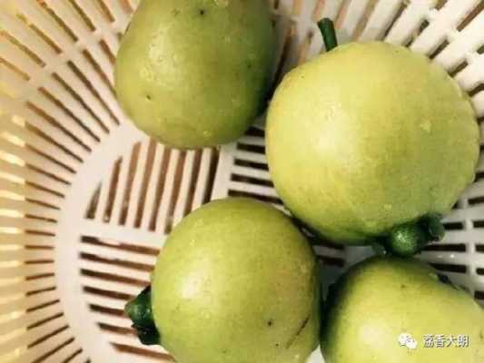 4~5cm的黄缘冬天吃什么,蒲桃好吃不-第3张图片-厨房小当家