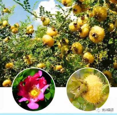 哪里的刺梨好(兴义哪里有刺梨)-第1张图片-厨房小当家 哪里的刺梨好(兴义哪里有刺梨)-第1张图片-厨房小当家