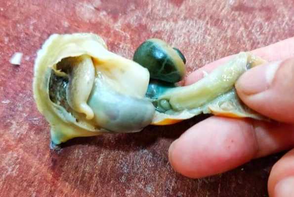 红螺哪里不能吃(海螺哪里部分不能吃)-第2张图片-厨房小当家 红螺哪里不能吃(海螺哪里部分不能吃)-第2张图片-厨房小当家