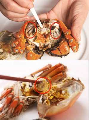 河蟹哪里不能吃(什么季节不能吃大闸蟹)-第3张图片-厨房小当家 河蟹哪里不能吃(什么季节不能吃大闸蟹)-第3张图片-厨房小当家