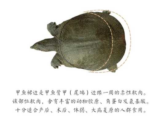 甲鱼裙边在哪里(甲鱼裙边在哪里生长)-第1张图片-厨房小当家 甲鱼裙边在哪里(甲鱼裙边在哪里生长)-第1张图片-厨房小当家