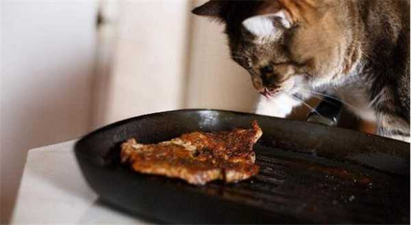 猫抓烤肉怎么样(猫能吃烧烤吗)-第2张图片-厨房小当家 猫抓烤肉怎么样(猫能吃烧烤吗)-第2张图片-厨房小当家