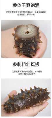 全世界海参产地最好的排名,俄罗斯海参产地哪里的好-第2张图片-厨房小当家 全世界海参产地最好的排名,俄罗斯海参产地哪里的好-第2张图片-厨房小当家