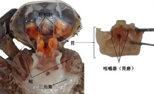 螃蟹的内脏在哪里(螃蟹的内脏在哪里)-第3张图片-厨房小当家 螃蟹的内脏在哪里(螃蟹的内脏在哪里)-第3张图片-厨房小当家