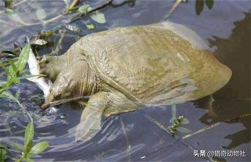冬天甲鱼藏在哪里(大河里甲鱼一般躲在什么地方)-第3张图片-厨房小当家 冬天甲鱼藏在哪里(大河里甲鱼一般躲在什么地方)-第3张图片-厨房小当家