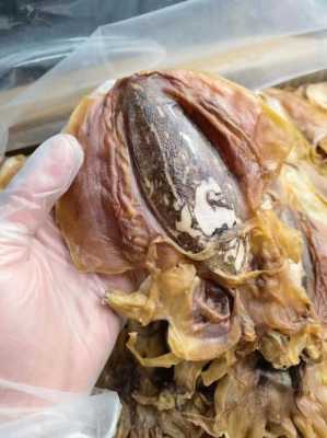 墨鱼干哪些地方忌食用,墨鱼干哪里不能吃图解-第2张图片-厨房小当家 墨鱼干哪些地方忌食用,墨鱼干哪里不能吃图解-第2张图片-厨房小当家