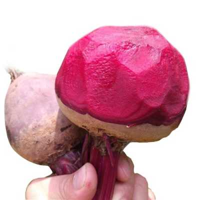 红菜头哪里有卖(甜菜根超市有卖吗)-第3张图片-厨房小当家 红菜头哪里有卖(甜菜根超市有卖吗)-第3张图片-厨房小当家