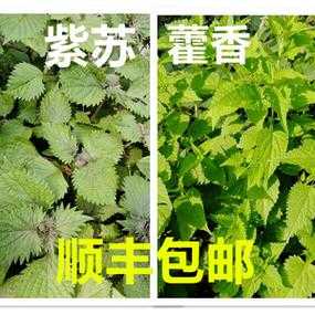 罗勒叶在哪里有卖(兰州市哪里有卖皮萨草,百里香,罗勒叶(紫苏)等香料的)-第2张图片-厨房小当家 罗勒叶在哪里有卖(兰州市哪里有卖皮萨草,百里香,罗勒叶(紫苏)等香料的)-第2张图片-厨房小当家