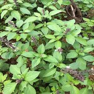 罗勒叶在哪里有卖(兰州市哪里有卖皮萨草,百里香,罗勒叶(紫苏)等香料的)-第1张图片-厨房小当家 罗勒叶在哪里有卖(兰州市哪里有卖皮萨草,百里香,罗勒叶(紫苏)等香料的)-第1张图片-厨房小当家
