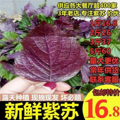 新鲜紫苏叶哪里有卖（新鲜紫苏叶哪里有卖的）-第3张图片-厨房小当家