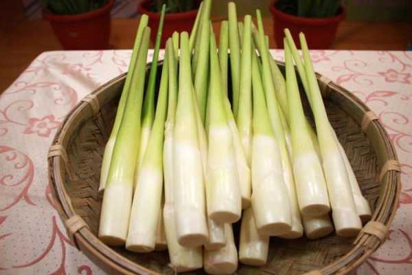 茭白吃哪里(茭白湖北叫法)-第2张图片-厨房小当家 茭白吃哪里(茭白湖北叫法)-第2张图片-厨房小当家