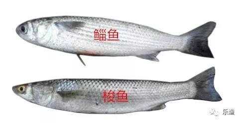 梭鱼身上哪个部位有毒,梭鱼哪里有毒啊-第1张图片-厨房小当家
