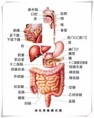 盲肠的解释,育肠在哪个位置-第1张图片-厨房小当家 盲肠的解释,育肠在哪个位置-第1张图片-厨房小当家