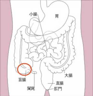 盲肠的解释,育肠在哪个位置-第3张图片-厨房小当家 盲肠的解释,育肠在哪个位置-第3张图片-厨房小当家