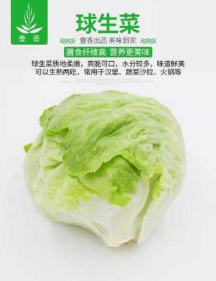 圆生菜产地,圆生菜哪里买便宜-第3张图片-厨房小当家