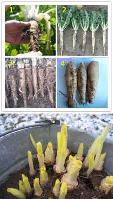 玉兰菜根哪里能买(玉兰菜根哪里能买到)-第1张图片-厨房小当家 玉兰菜根哪里能买(玉兰菜根哪里能买到)-第1张图片-厨房小当家