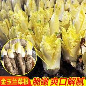 玉兰菜根哪里能买(玉兰菜根哪里能买到)-第2张图片-厨房小当家 玉兰菜根哪里能买(玉兰菜根哪里能买到)-第2张图片-厨房小当家