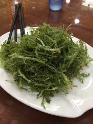 鹿角菜生长哪里(鹿角菜是什么菜)-第1张图片-厨房小当家 鹿角菜生长哪里(鹿角菜是什么菜)-第1张图片-厨房小当家