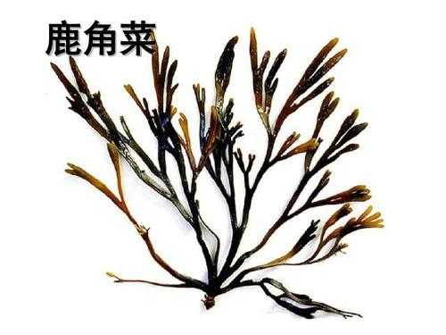 鹿角菜生长哪里(鹿角菜是什么菜)-第3张图片-厨房小当家 鹿角菜生长哪里(鹿角菜是什么菜)-第3张图片-厨房小当家