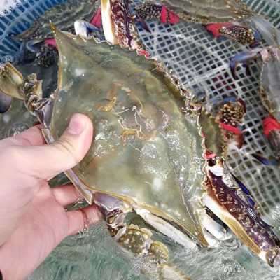 上海哪里买梭子蟹便宜,上海什么地方买海鲜便宜-第2张图片-厨房小当家 上海哪里买梭子蟹便宜,上海什么地方买海鲜便宜-第2张图片-厨房小当家