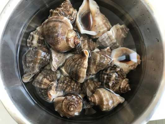 水煮海螺哪里不能吃(中午煮的海螺晚上还能吃吗)-第1张图片-厨房小当家 水煮海螺哪里不能吃(中午煮的海螺晚上还能吃吗)-第1张图片-厨房小当家