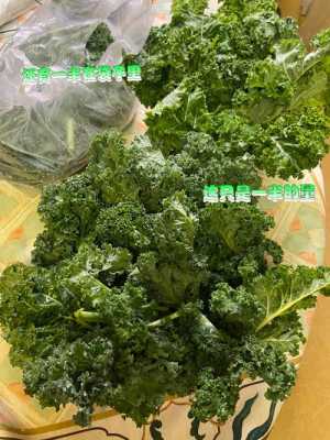 在广州羽衣甘蓝哪里有得卖,食用羽衣甘蓝哪里有卖的-第2张图片-厨房小当家 在广州羽衣甘蓝哪里有得卖,食用羽衣甘蓝哪里有卖的-第2张图片-厨房小当家