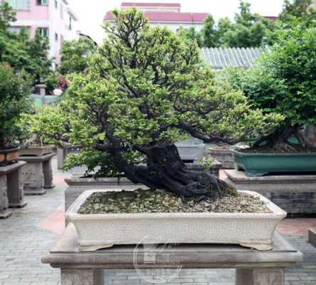 云南黑骨茶主产地是哪里,黑茶云南有哪些老品牌-第2张图片-厨房小当家 云南黑骨茶主产地是哪里,黑茶云南有哪些老品牌-第2张图片-厨房小当家