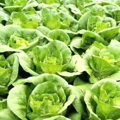 奶油白菜是哪里的菜(为什么叫奶油小白菜)-第1张图片-厨房小当家 奶油白菜是哪里的菜(为什么叫奶油小白菜)-第1张图片-厨房小当家