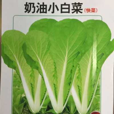 奶油白菜是哪里的菜(为什么叫奶油小白菜)-第2张图片-厨房小当家 奶油白菜是哪里的菜(为什么叫奶油小白菜)-第2张图片-厨房小当家