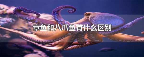 八爪鱼哪个部位不能吃,八抓鱼哪里不能吃图片-第3张图片-厨房小当家 八爪鱼哪个部位不能吃,八抓鱼哪里不能吃图片-第3张图片-厨房小当家