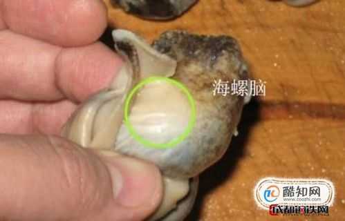 大海螺哪里不能吃图解(海螺哪里部分不能吃)-第2张图片-厨房小当家 大海螺哪里不能吃图解(海螺哪里部分不能吃)-第2张图片-厨房小当家