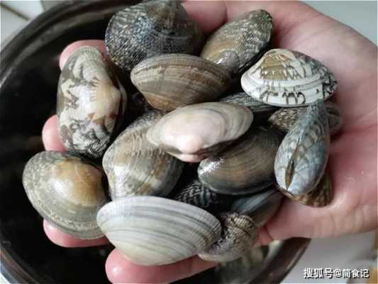 花蛤哪里不能吃图解(蛤蜊哪些地方不能吃)-第3张图片-厨房小当家 花蛤哪里不能吃图解(蛤蜊哪些地方不能吃)-第3张图片-厨房小当家