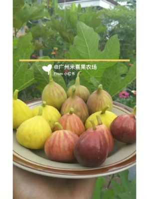 无花果的产地在哪里（无花果最大产地）-第3张图片-厨房小当家