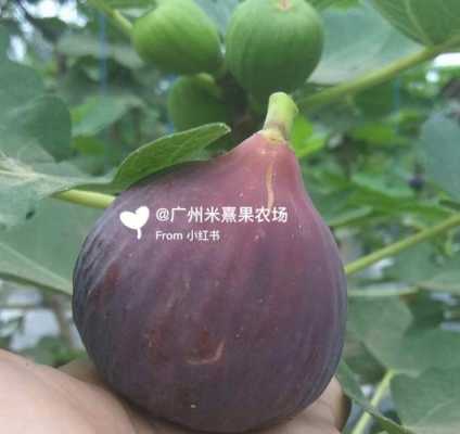 无花果的产地在哪里（无花果最大产地）-第2张图片-厨房小当家