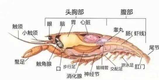 小龙虾哪里不能吃图解(龙虾哪些部位不能吃,小龙虾什么部位不)-第1张图片-厨房小当家 小龙虾哪里不能吃图解(龙虾哪些部位不能吃,小龙虾什么部位不)-第1张图片-厨房小当家