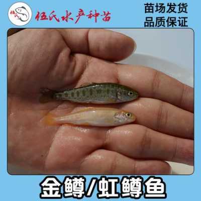 淡水三文鱼苗哪里有卖,三文鱼苗哪里有卖的-第1张图片-厨房小当家 淡水三文鱼苗哪里有卖,三文鱼苗哪里有卖的-第1张图片-厨房小当家