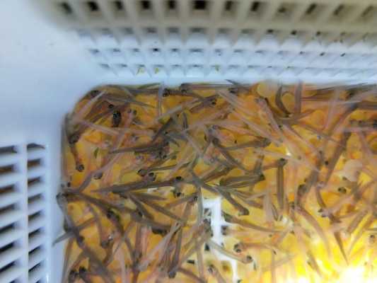 淡水三文鱼苗哪里有卖,三文鱼苗哪里有卖的-第2张图片-厨房小当家 淡水三文鱼苗哪里有卖,三文鱼苗哪里有卖的-第2张图片-厨房小当家