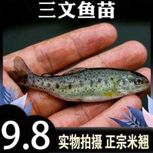 淡水三文鱼苗哪里有卖,三文鱼苗哪里有卖的-第3张图片-厨房小当家 淡水三文鱼苗哪里有卖,三文鱼苗哪里有卖的-第3张图片-厨房小当家