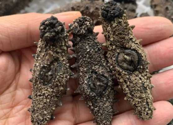 全世界海参产地最好的排名,国内海参哪里产的比较好-第3张图片-厨房小当家 全世界海参产地最好的排名,国内海参哪里产的比较好-第3张图片-厨房小当家