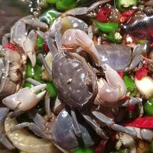 生呛发财蟹是哪里的菜(发财蟹可以生吃吗)-第2张图片-厨房小当家 生呛发财蟹是哪里的菜(发财蟹可以生吃吗)-第2张图片-厨房小当家