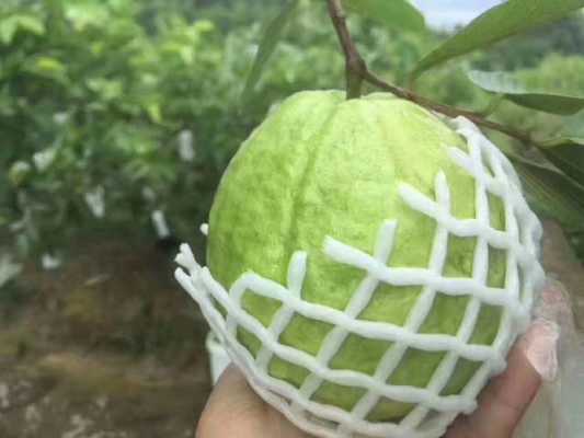 哪里的芭乐好吃(七里香番石榴口感好吗)-第2张图片-厨房小当家 哪里的芭乐好吃(七里香番石榴口感好吗)-第2张图片-厨房小当家