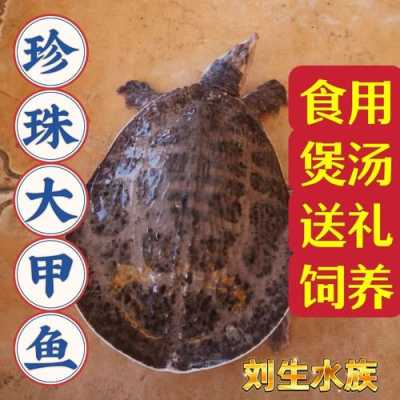 甲鱼哪里产地最好,甲鱼哪里的好吃-第1张图片-厨房小当家 甲鱼哪里产地最好,甲鱼哪里的好吃-第1张图片-厨房小当家