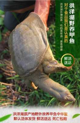 甲鱼哪里产地最好,甲鱼哪里的好吃-第2张图片-厨房小当家 甲鱼哪里产地最好,甲鱼哪里的好吃-第2张图片-厨房小当家